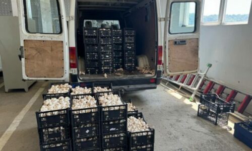 Policia parandalon kontrabandën e 910 kilogramëve kërpudha në Karaqevë