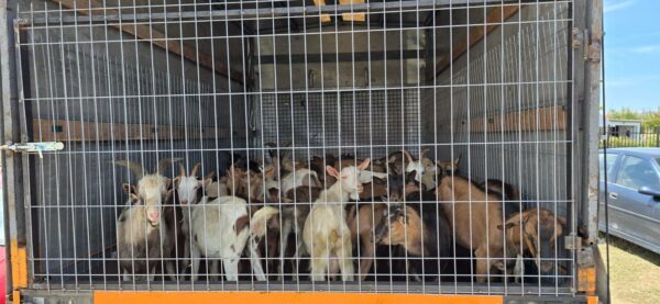 Parandalohet kontrabanda e 40 kecave, Policia jep detaje