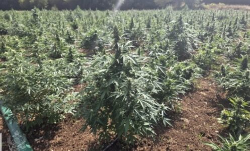 Zbulohet plantacioni më i madh i marijuanës në Mal të Zi, dy të arrestuar
