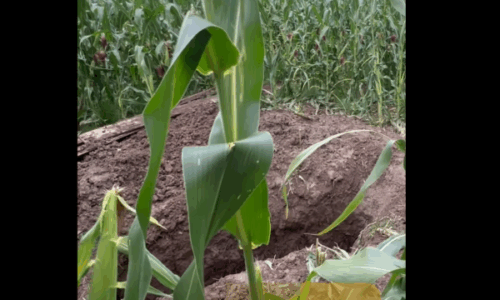 Rasti i rëndë në Lipjan: Enver Bajraktari kishte pasur problem për tokën 10 vjet më parë