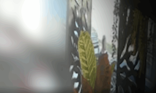 Pamje të reja nga vrasja në Gjilan, momenti kur dëgjohen të shtënat dhe një nga viktimat rrëzohet në tokë