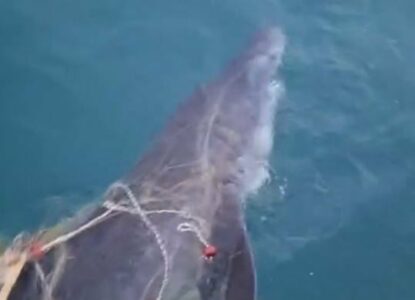 E rrallë: Peshkaqeni Tigër bie në rrjetat e peshkatarëve afër “Ranës së Hedhun”