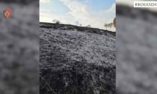 Arrestohet 31-vjeçari, dogji pyllin me pemë frutore në Rrogozhinë