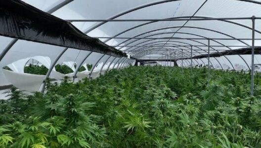 Plantacionet e kanabisit në Gjilan: Kandidati i VV-së për Asamble në mesin e të arrestuarve