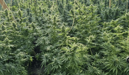 Një muaj paraburgim për asambleistin e VV’së që iu gjet sera e kanabisit në Gjilan