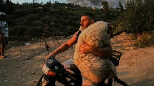 Shqiptari në Greqi që shpëtoi delet nga flakët, shpallet “hero”