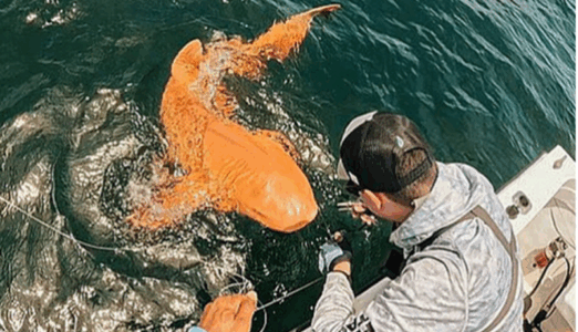 Kapet pranë Kosta Rikës peshkaqeni me ngjyrë portokalli e sy të bardhë