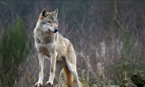 SHKUK jep detaje: Ujku e tërhoqi zvarrë 5-vjeçaren në Brod