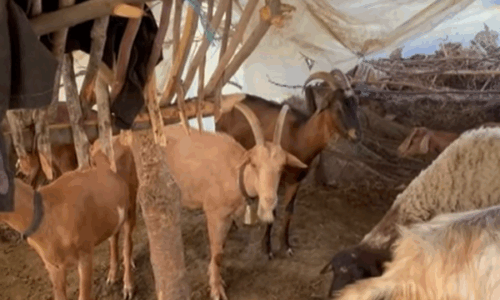 Ujku bën kërdinë në Lushnjë, hyn në kope dhe vret më shumë se 40 krerë