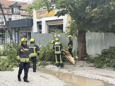 Rrëzohet një lis në rrugën “Xhemajl Prishtina” në Prishtinë, s’ka lënduar