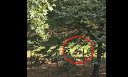 Momenti kur policia gjermane e neutralizoi 17 vjeçarin nga Kosova pas dyshimeve se theri një mësues