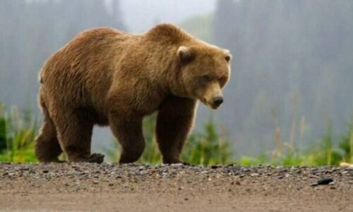 Ariu dyshohet i mbyti dy dele në Novosellë të Pejës