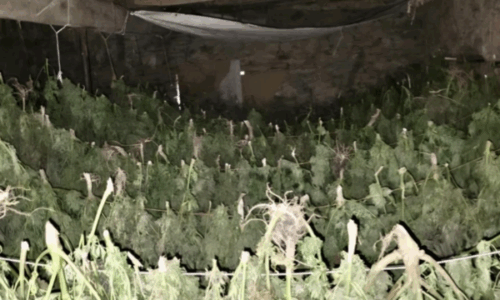 Policia e Kosovës konfiskon mbi 500kg drogë në një fshat të Suharekës, i dyshuari  gjendet në arrati