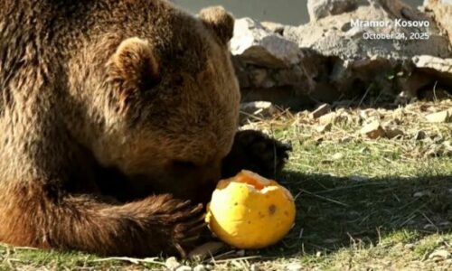Arinjtë në Mramor festojnë Halloween’in më herët, media e njohur ndërkombëtare ndjek ngjarjen