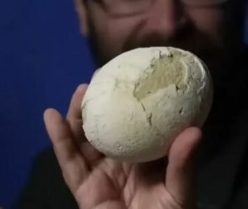 Zbulohet një vezë dinozauri 70 milionë vjeçare, është në gjendje perfekte