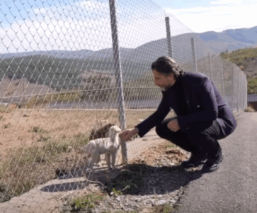 Rama: Mbi 2 mijë qen endacakë më pak në rrugë, ky problem më nuk përmendet