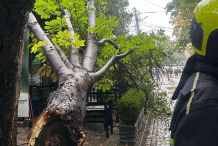 Rrëzohet një lis afër Tregut të Gjelbër në Prishtinë