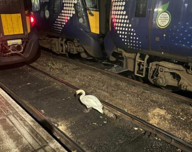 Mjellma “problematike” stacionohet në shina, vonon trenat