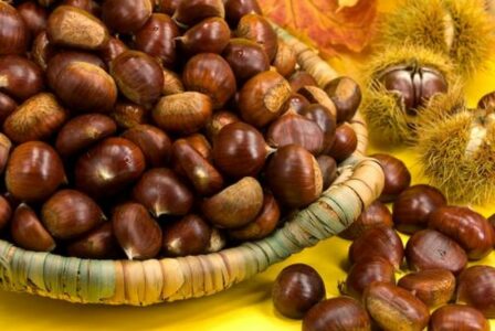 Përveç se janë të shijshme, cilat janë përfitimet shëndetësore që sjellin gështenjat?