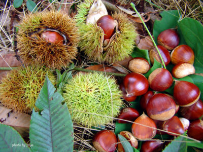 Zhduket një person pranë kufirit Kosovë-Shqipëri, po mblidhte gështenja në mal