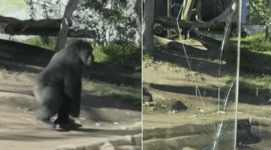 Gorilla vrapon dhe thyen barrierën prej xhami në kafazin e tij në Kopshtin Zoologjik të San Diegos