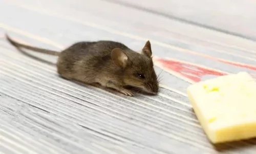 A keni problem me minj në shtëpi? Ja si t’i largoni dhe t’i pengoni të kthehen sërish