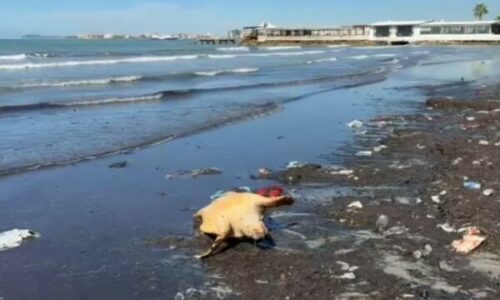 Një breshkë deti e rrallë gjendet e ngordhur në bregun e Vlorës
