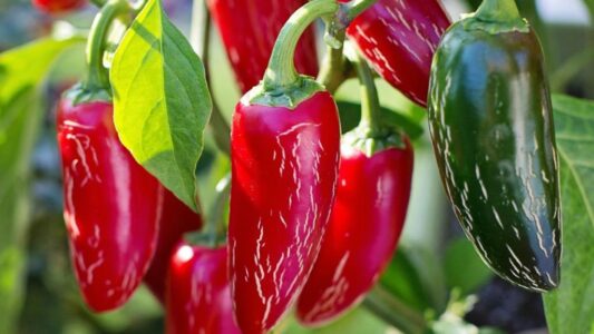 Kroacia kthen ngarkesën me speca me pesticide të ndaluara nga Shqipëria