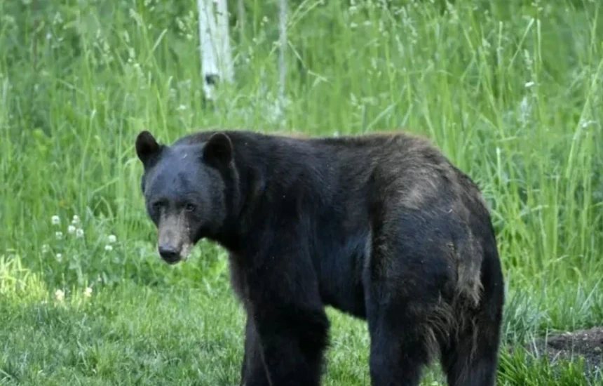 Policia njofton se janë larguar arinjtë nga fshati Bellobrad i Dragashit
