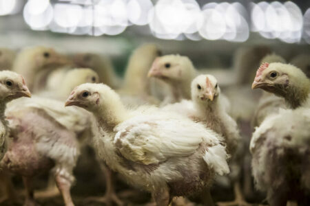 AUV: Ndalohet importi i shpezëve dhe produkteve të tyre nga Italia