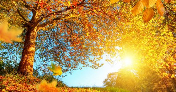 Parashikimi i motit për sot