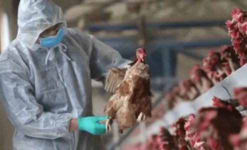 AUV heq një pjesë të ndalimit të importit të shpezëve nga Gjermania