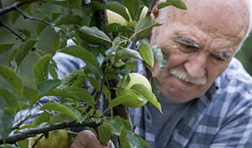 A duhet t’i vendosim fëmijëve emrat e gjyshërve?