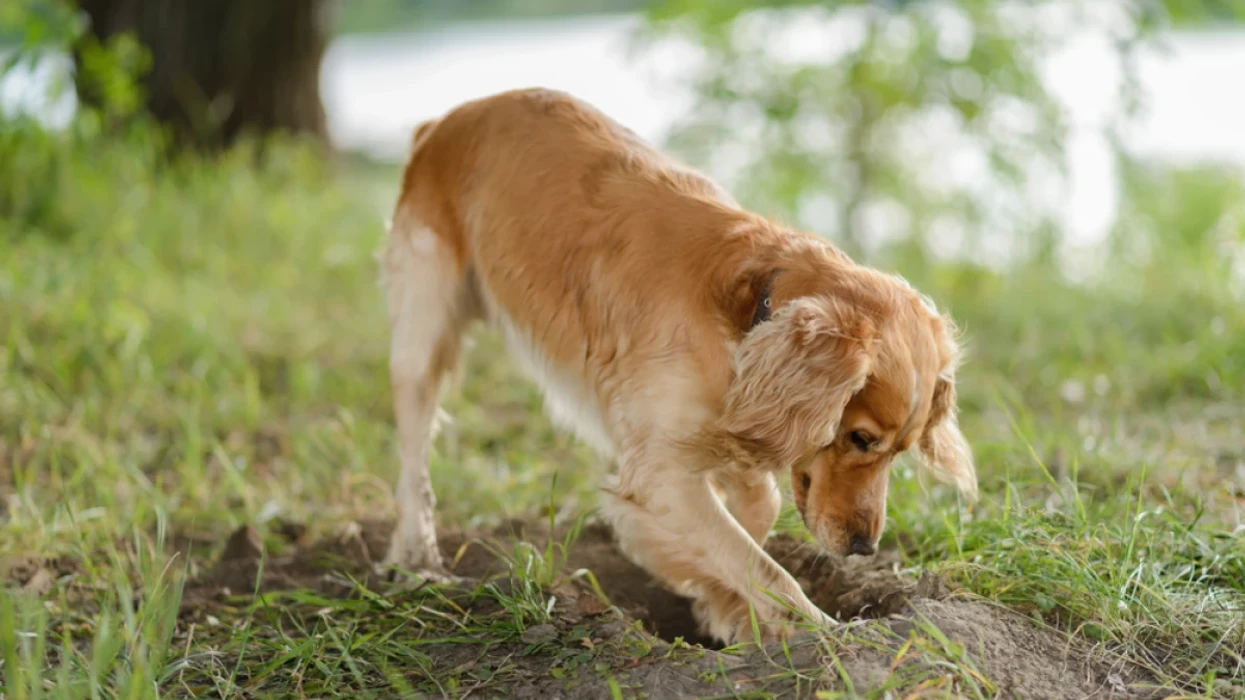 Pse qentë gërmojnë gropa në oborr  Çfarë fshihet pas këtij instinkti të lashtë 