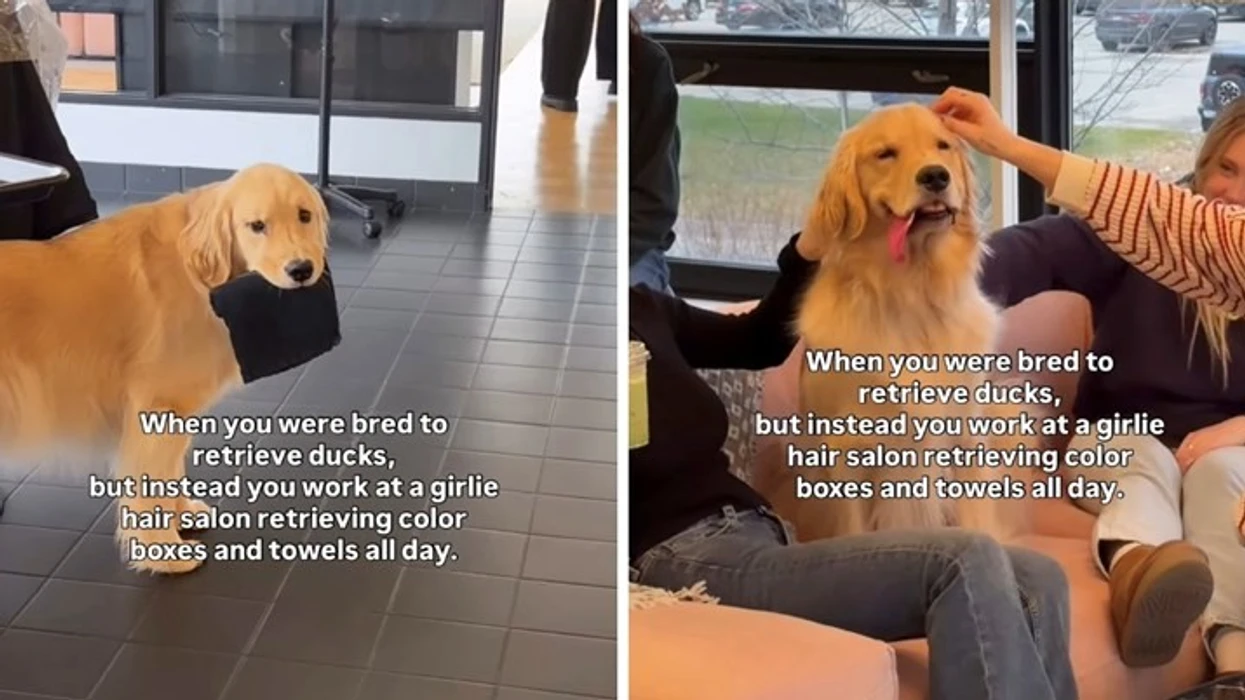 Qeni ndihmon në sallonin e flokëve  videoja është hit