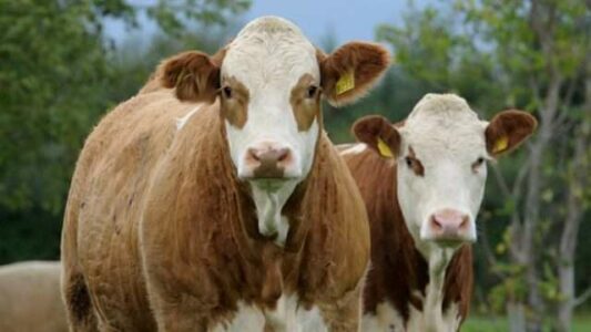 Konfiskohen dy lopë dhe një viç në Prishtinë – njëra e regjistruar me numër të Serbisë