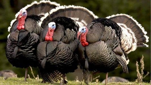 SHBA mbetet pa “qura”, 82 milionë amerikanë udhëtojnë në Ditën e Falënderimeve