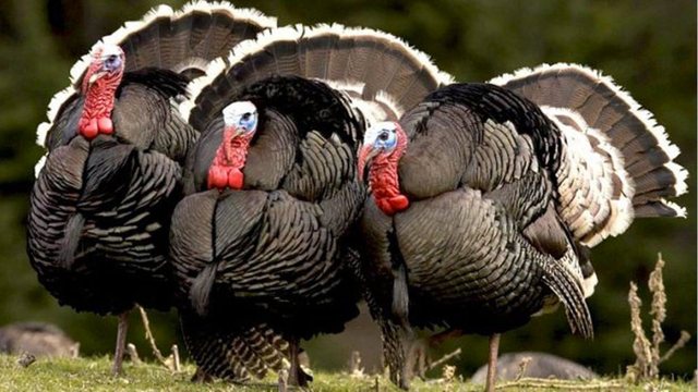 SHBA mbetet pa  qura   82 milionë amerikanë udhëtojnë në Ditën e Falënderimeve