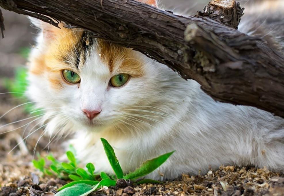 zelanda-e-re-nis-procesin-per-zhdukjen-e-maceve