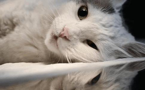 Tajvanezët rrezikojnë gjobë deri në 477 dollarë, nëse s’u vendosin edhe maceve mikroçipa