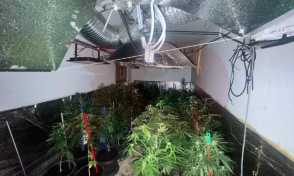 Aktakuzë ndaj nëntë personave  në dy banesa në Prizren krijuan laborator ku kultivuan drogë