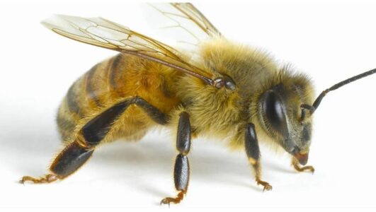 Këto janë kafshët dhe insektet më vdekjeprurëse në natyrë