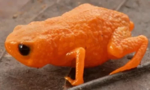 Një lloj i ri bretkose zbulohet në Brazil, merr emrin e presidentit brazilian