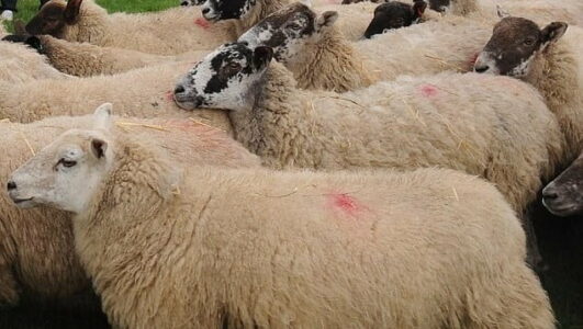 Kapet i dyshuari me 21 dele, tentoi t’i kontrabandonte me një qerre