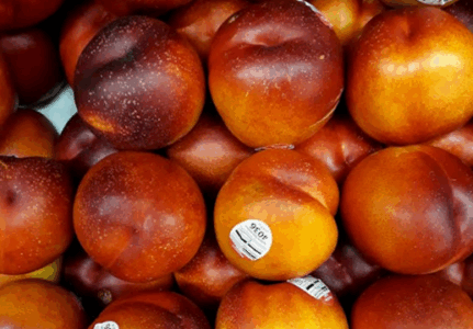 Shkatërrohet rrjeti i kontrabandës së kokainës, e fshihnin mallin në nektarina