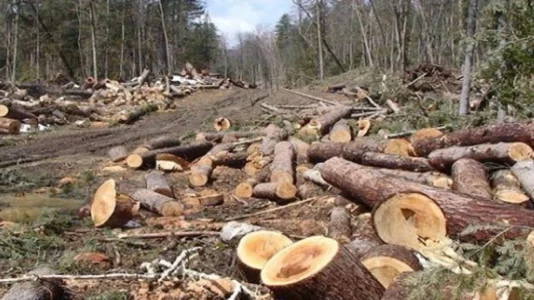 Qytetarit i pritet pylli pa dëshirën e tij në Zubin Potok, dëmi rreth 700 euro