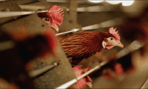 AUV ndalon importin e shpezëve dhe produkteve të tyre nga disa regjione të Polonisë