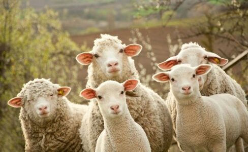 AUV ndalon improtin e deleve dhe dhive nga Maqedonia e Veriut