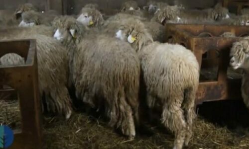 Verdhokja, dele autoktone e Kosovës