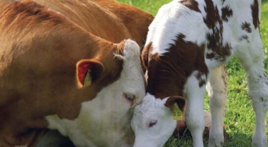 AUV: “Gjuha e Kaltër” nuk është më e pranishme në Maqedoninë e Veriut, lejohet importi i kafshëve